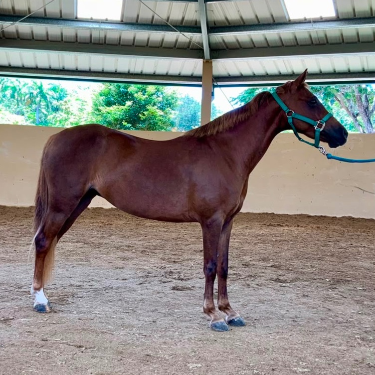 Lucy - Yegua Pony Welsh (B)
