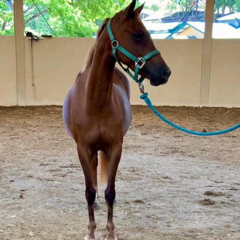 Lucy - Yegua Pony Welsh (B)