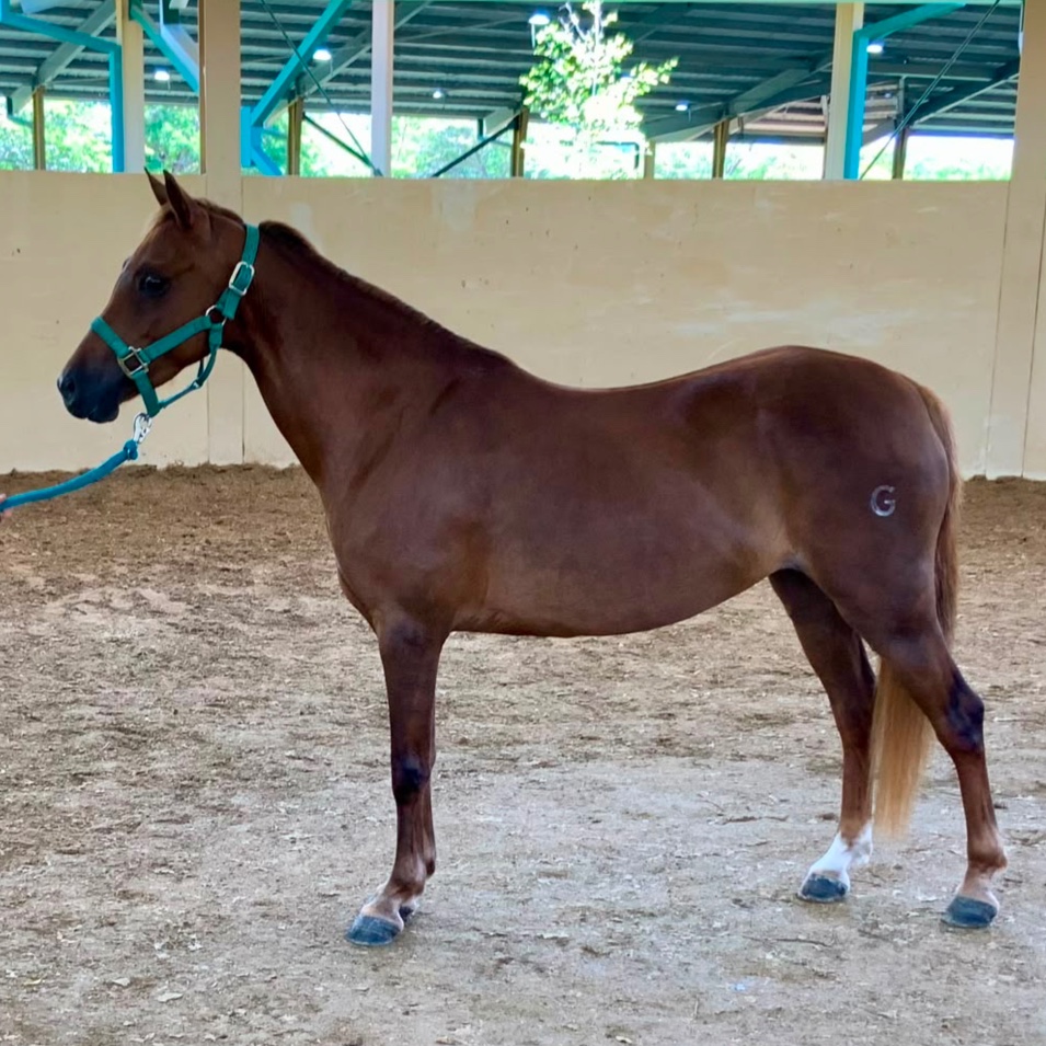 Lucy - Yegua Pony Welsh (B)