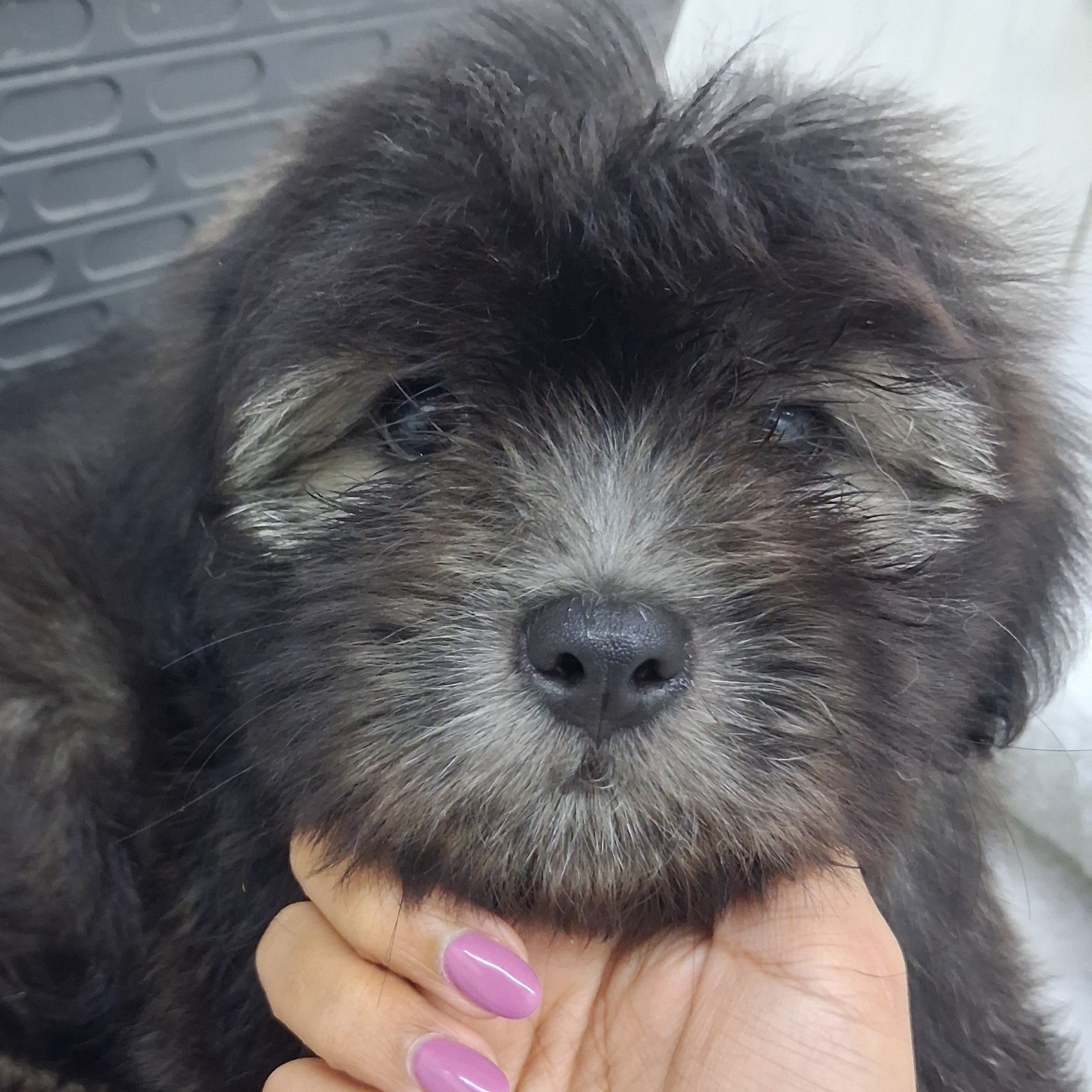 Cachorro Shipoo macho en venta