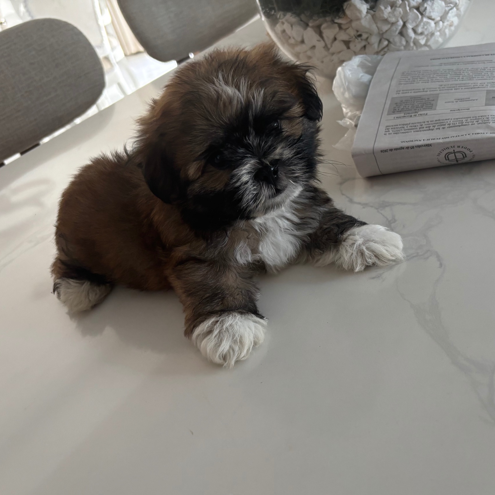 Shihtzu disponibles 