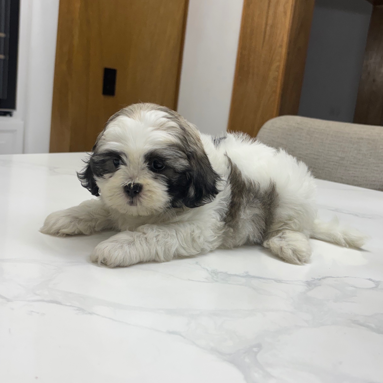 Shihtzu disponibles 