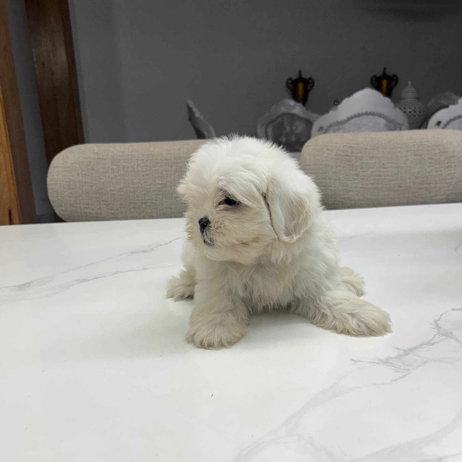 Shihtzu disponibles 