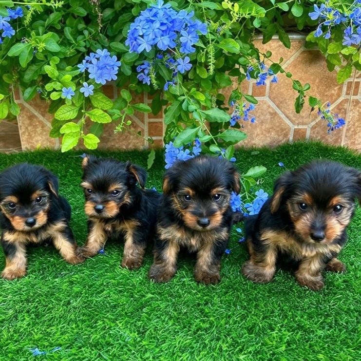 Yorkshire terrier 