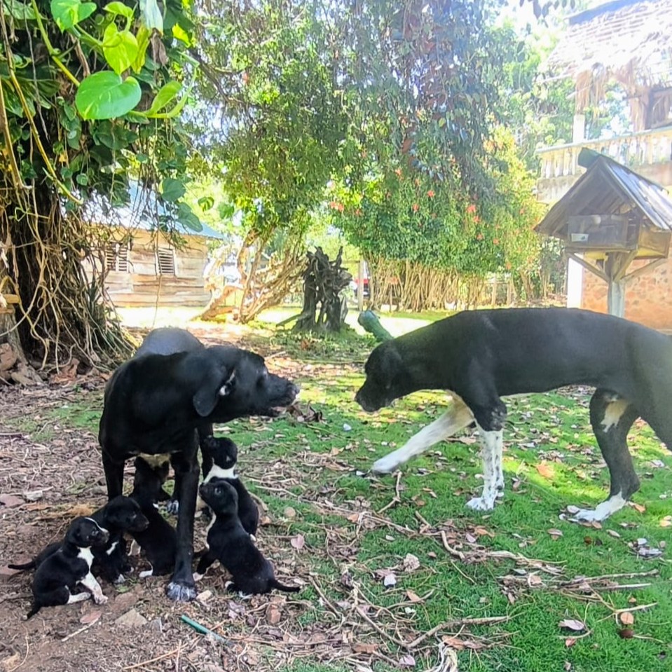 Cachorros Mestizos Grandanes con Fila Brasileño + X