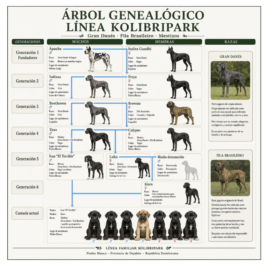 Cachorros Mestizos Grandanes con Fila Brasileño + X