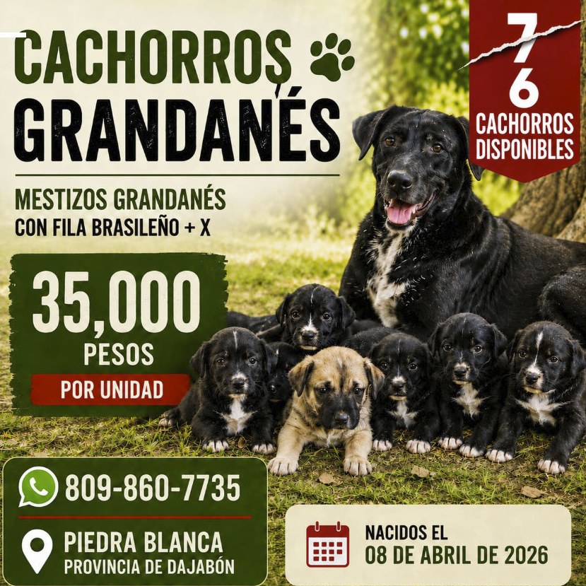 Cachorros Mestizos Grandanes con Fila Brasileño + X
