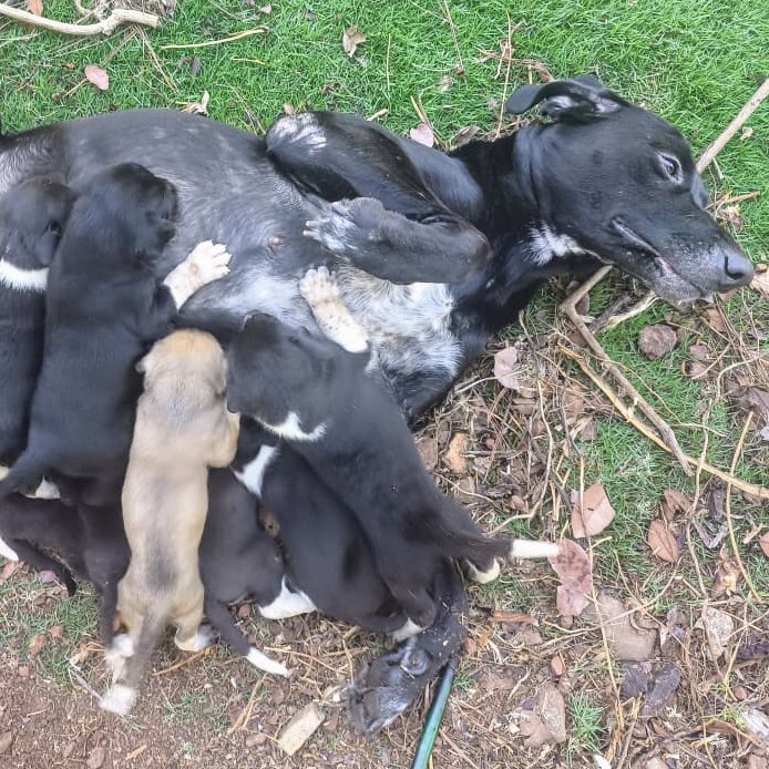 Cachorros Mestizos Grandanes con Fila Brasileño + X