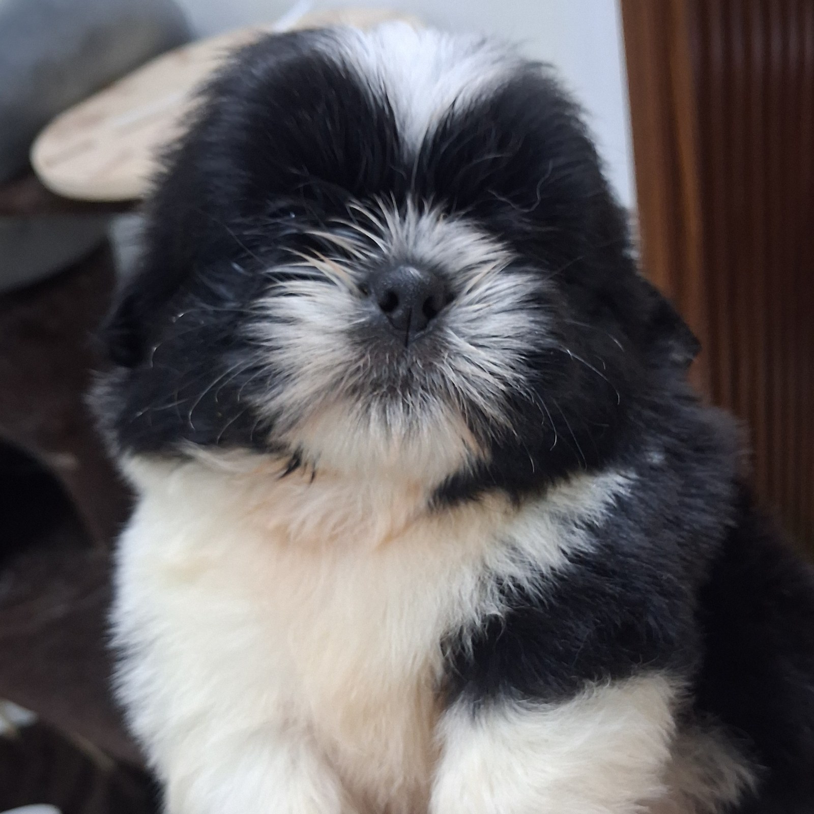Cachorros SHIH-TZU en venta
