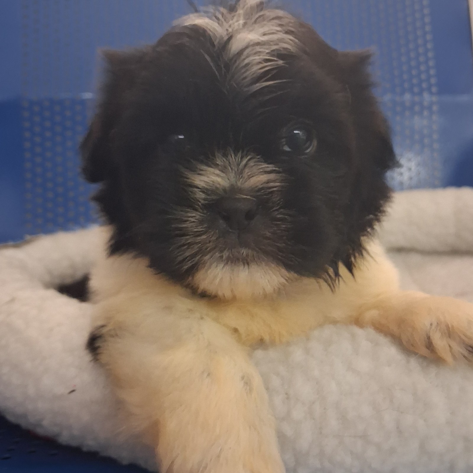 Cachorros SHIH-TZU en venta