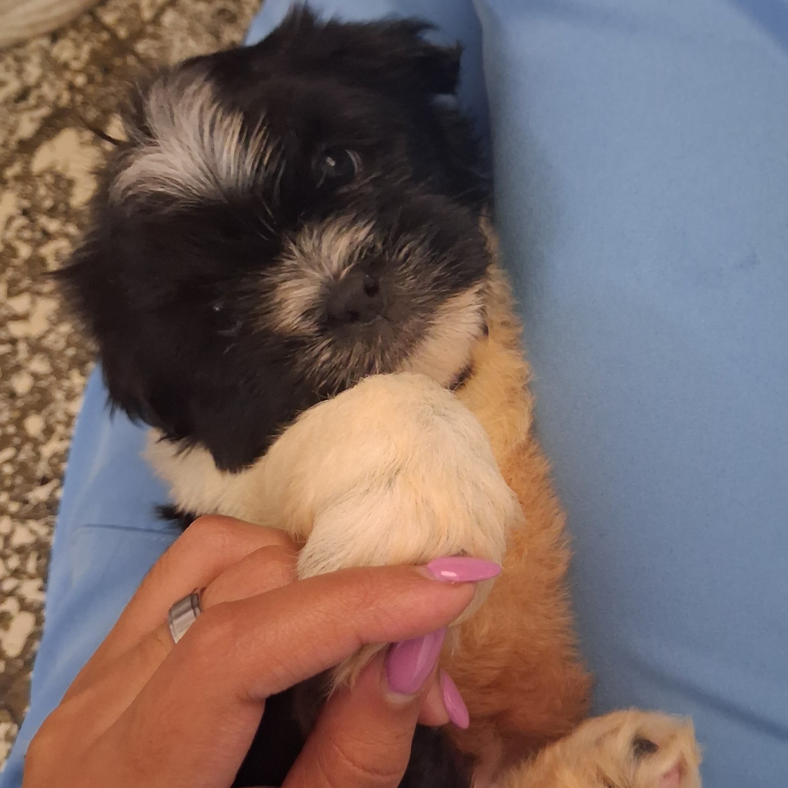 Cachorros SHIH-TZU en venta