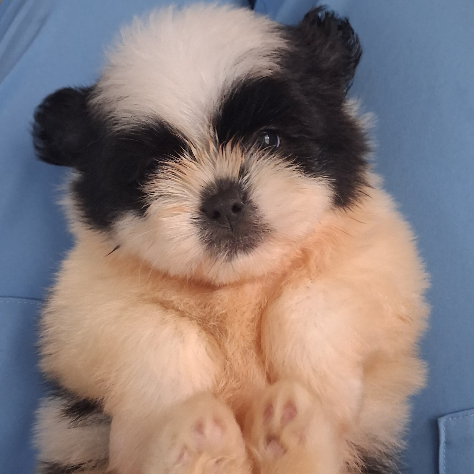 Cachorros SHIH-TZU en venta