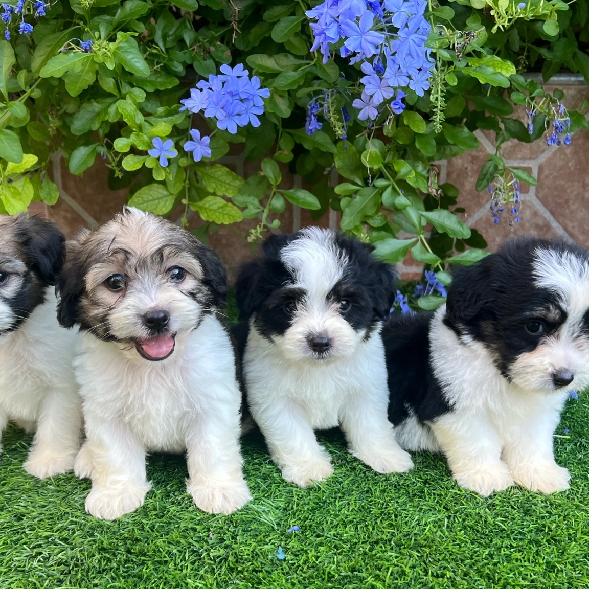Shih poo