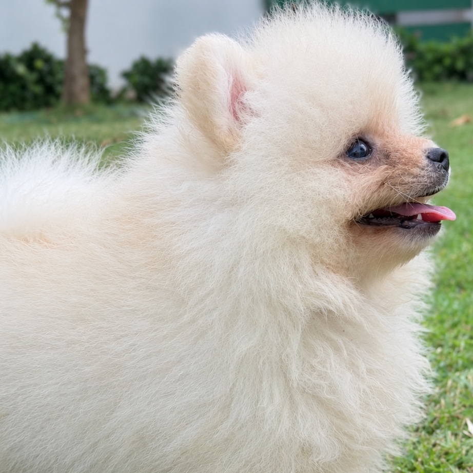 POMERANIA CON PEDIGRÍ | VEAS POMS 