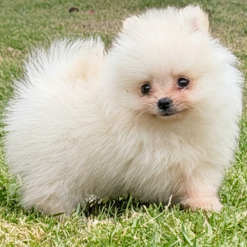 POMERANIA CON PEDIGRÍ | VEAS POMS 