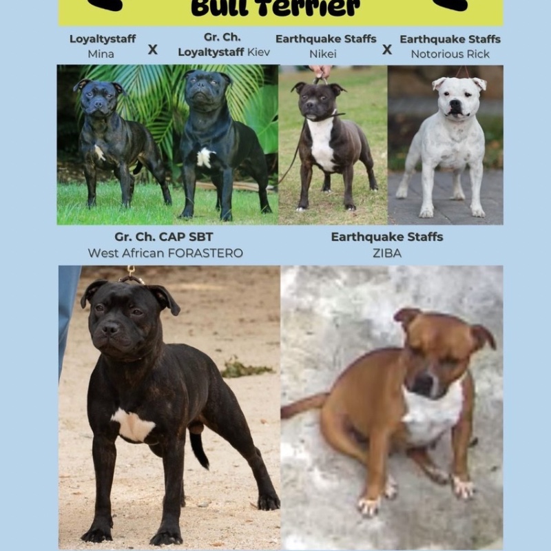 English Staffordshire Bull Terrier