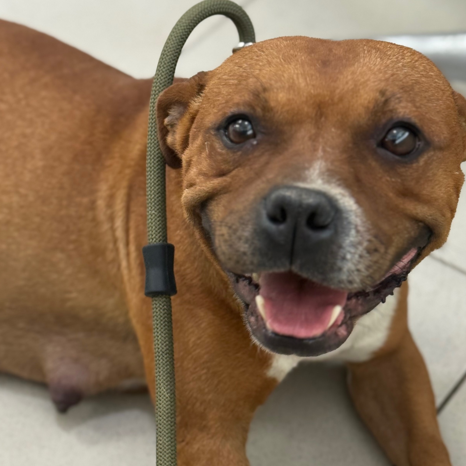 English Staffordshire Bull Terrier
