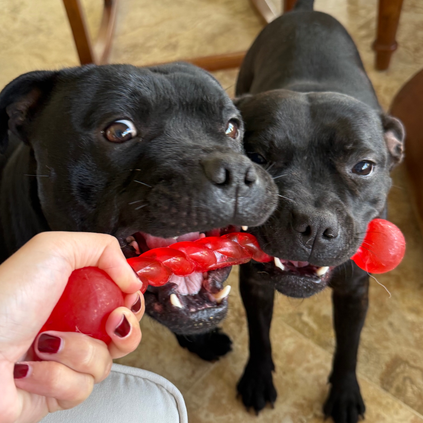 English Staffordshire Bull Terrier