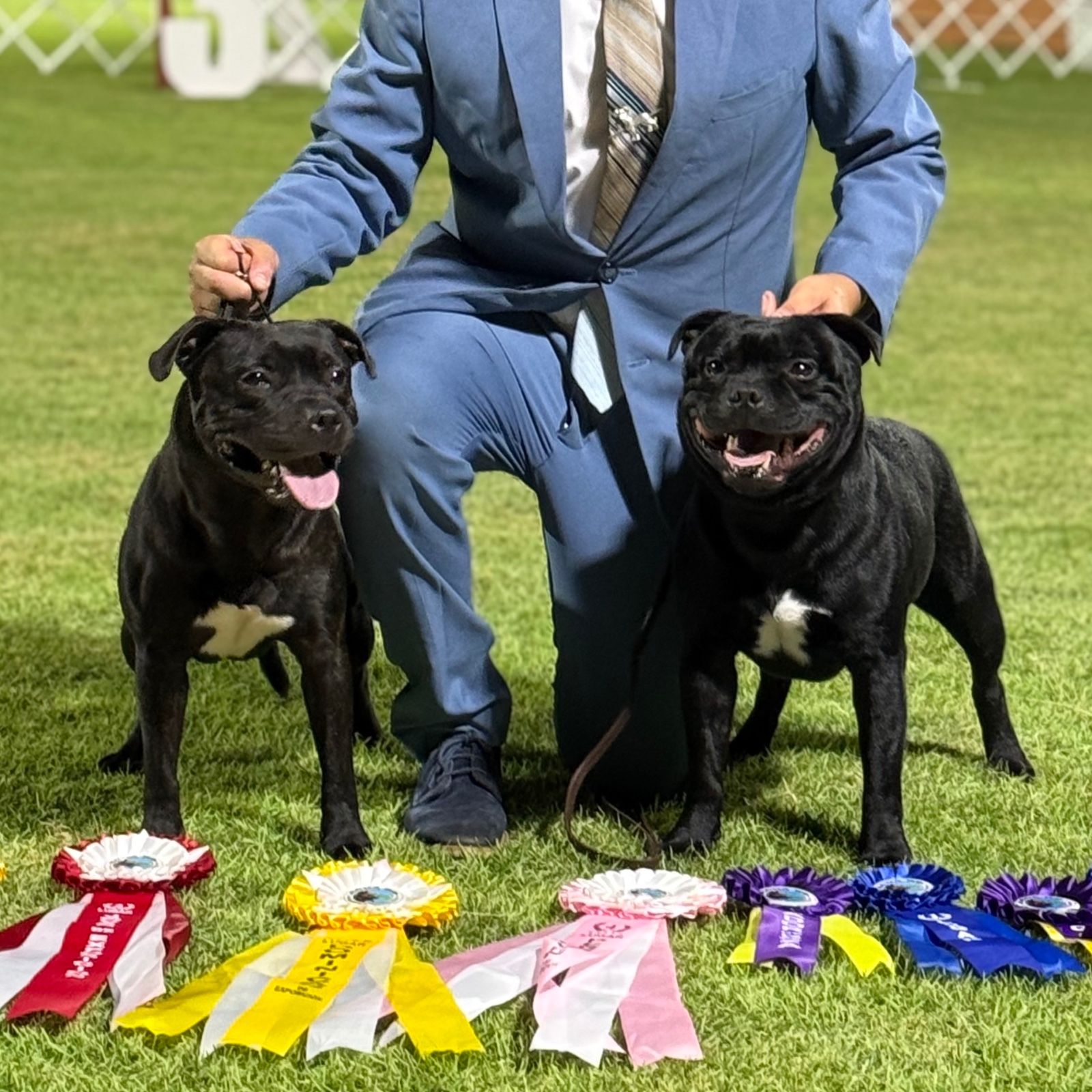 English Staffordshire Bull Terrier