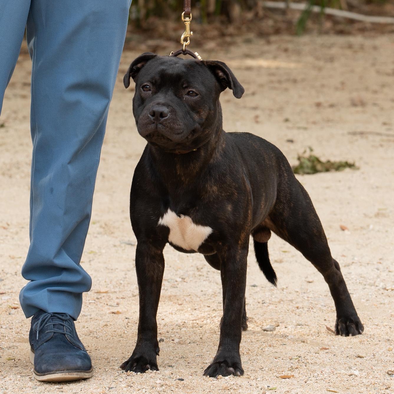 English Staffordshire Bull Terrier