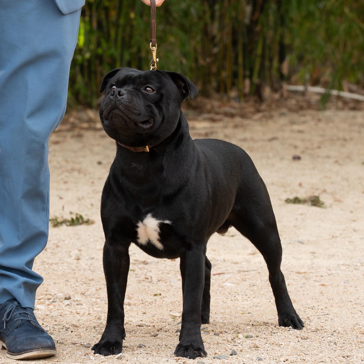 English Staffordshire Bull Terrier