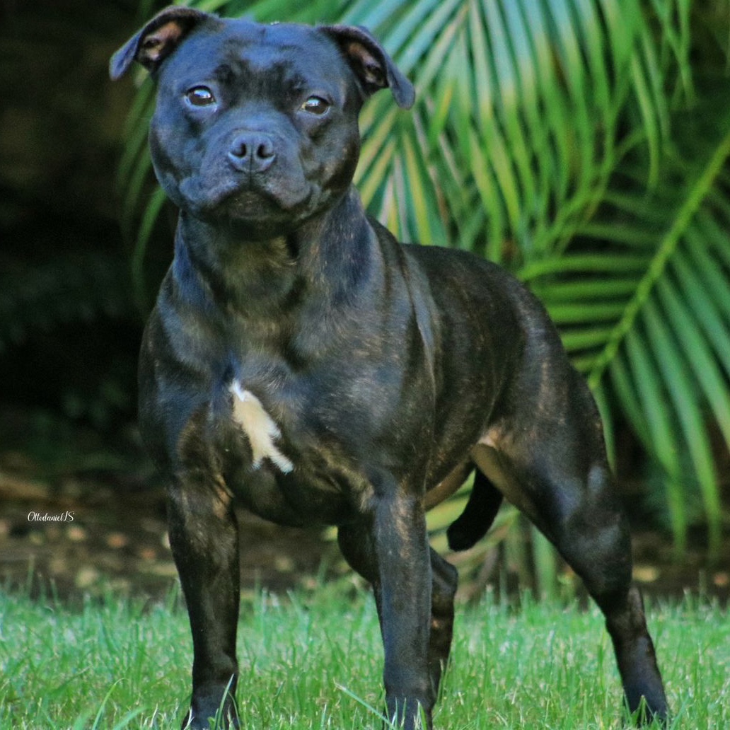 English Staffordshire Bull Terrier