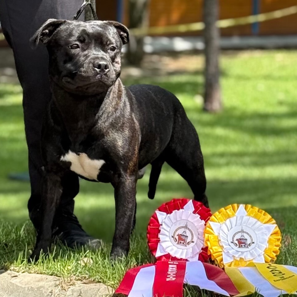 English Staffordshire Bull Terrier