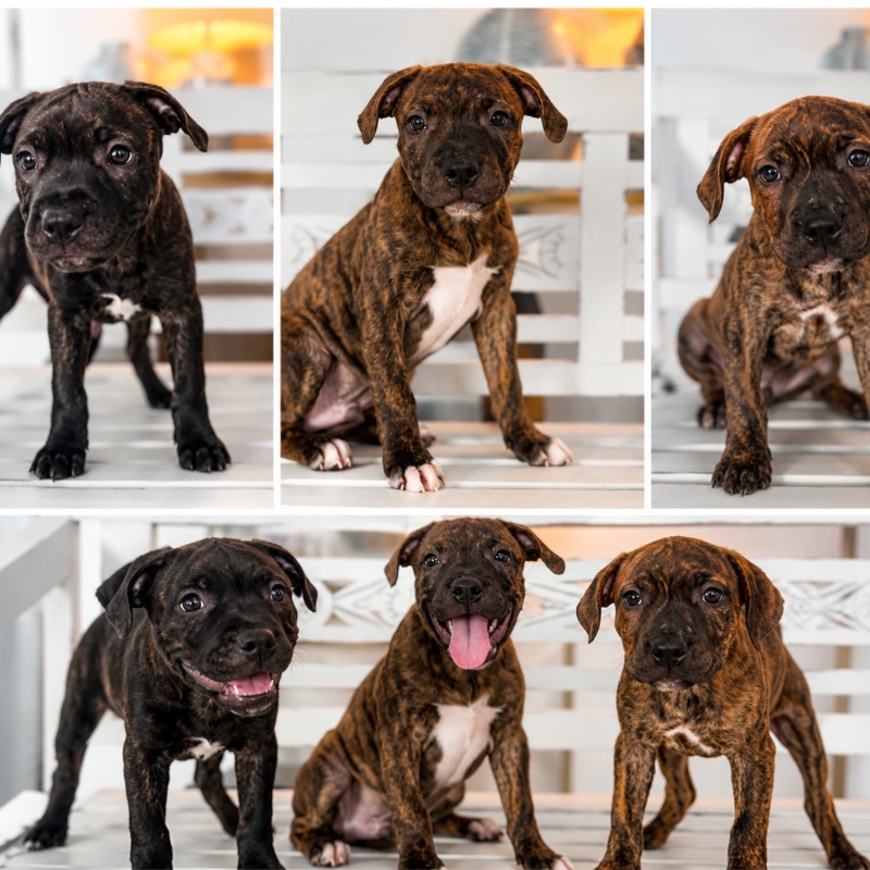 English Staffordshire Bull Terrier