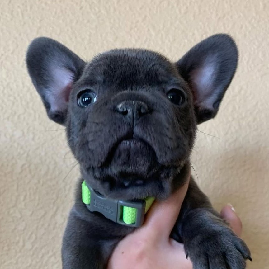 Cachorros de Bulldog Francés 