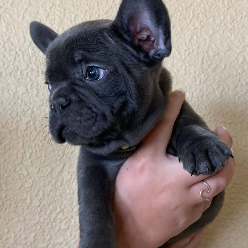 Cachorros de Bulldog Francés 