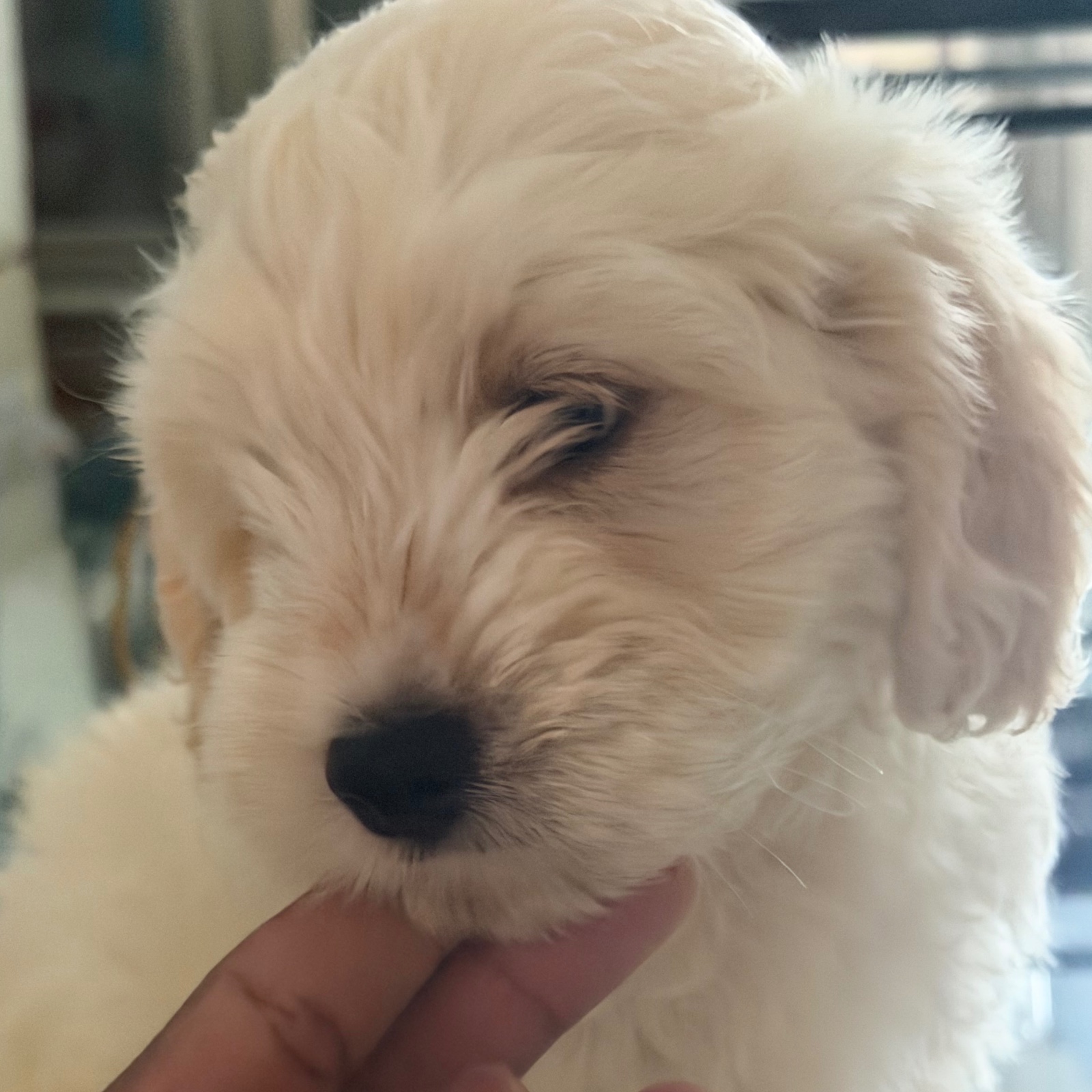 Vendo Cocker Spaniel Inglés