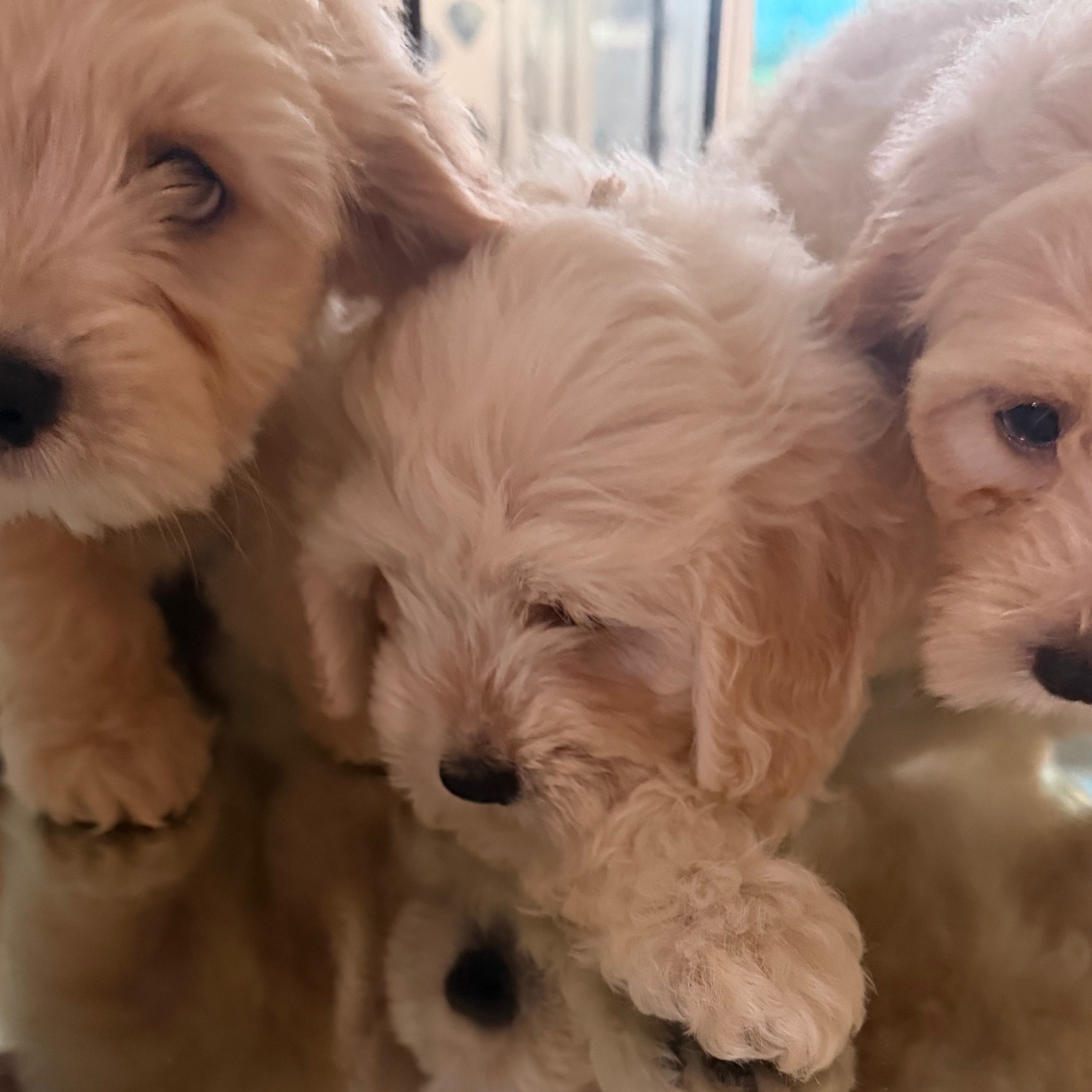 Vendo Cocker Spaniel Inglés