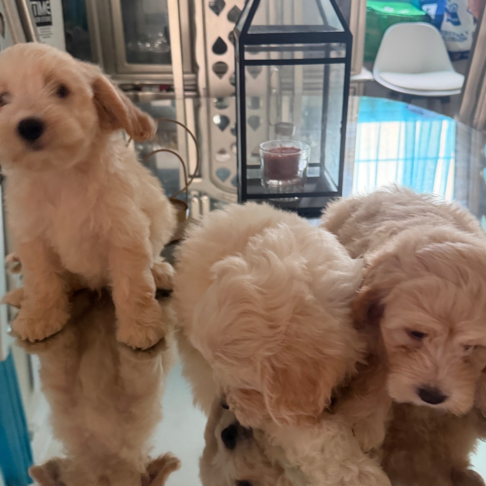 Vendo Cocker Spaniel Inglés