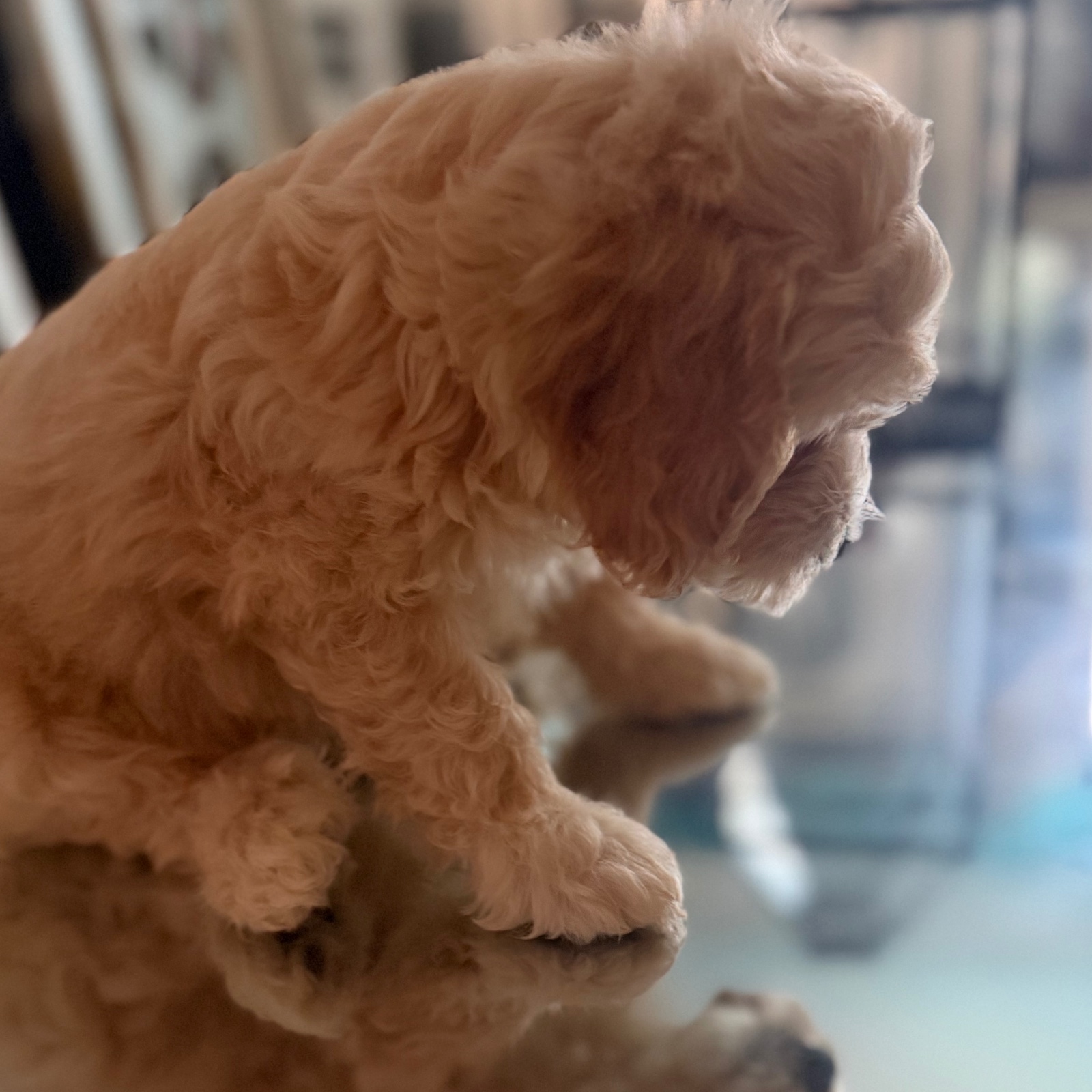 Vendo Cocker Spaniel Inglés