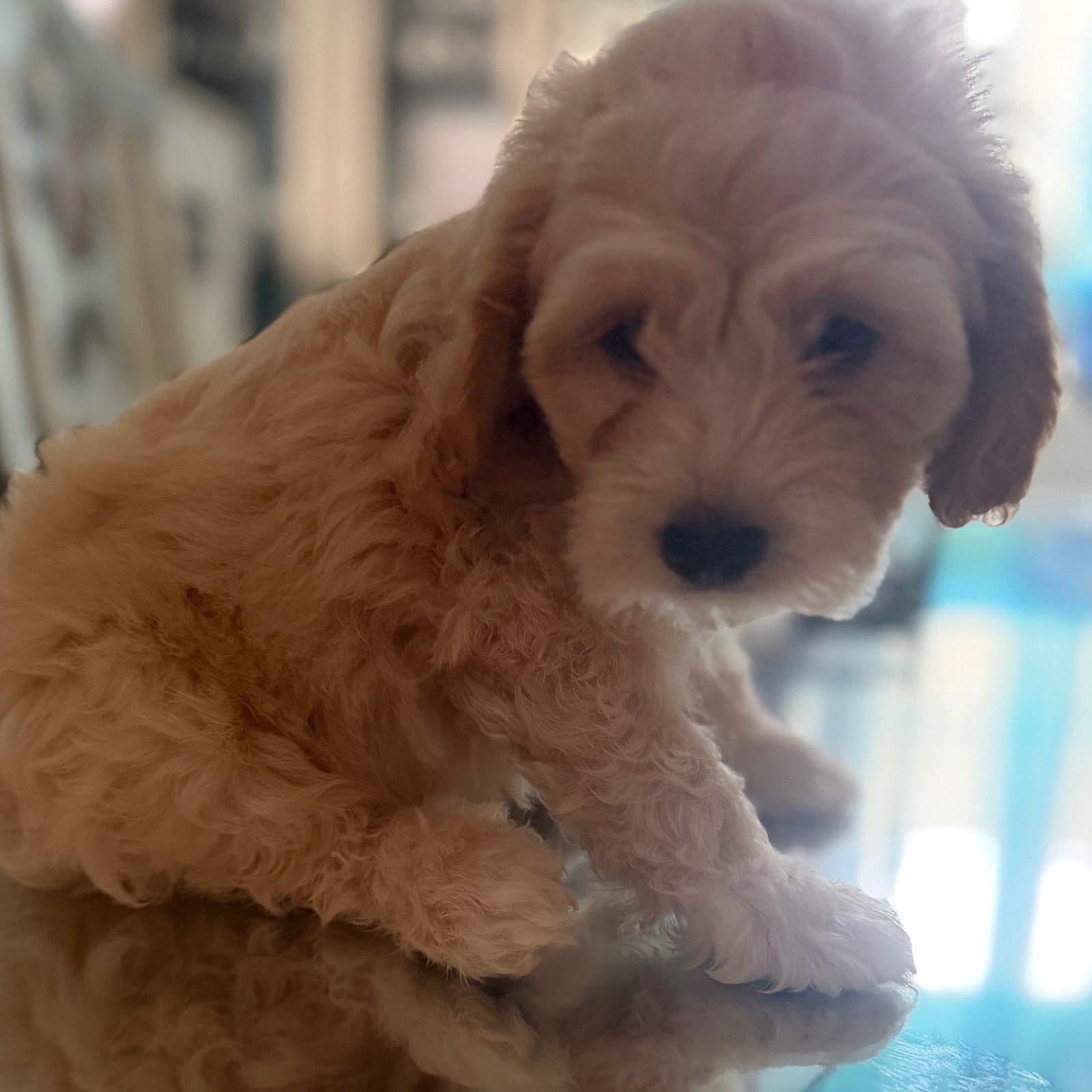 Vendo Cocker Spaniel Inglés