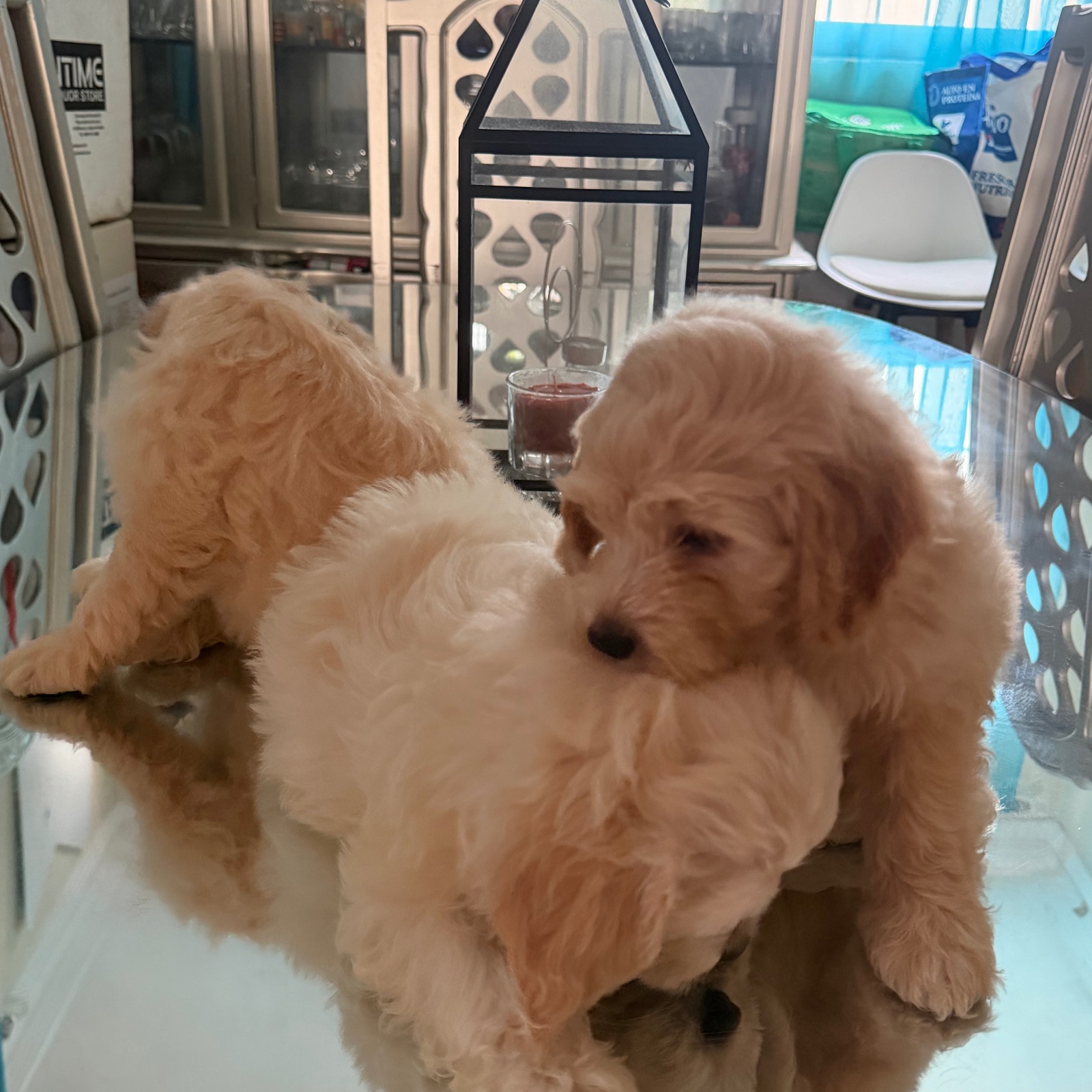 Vendo Cocker Spaniel Inglés