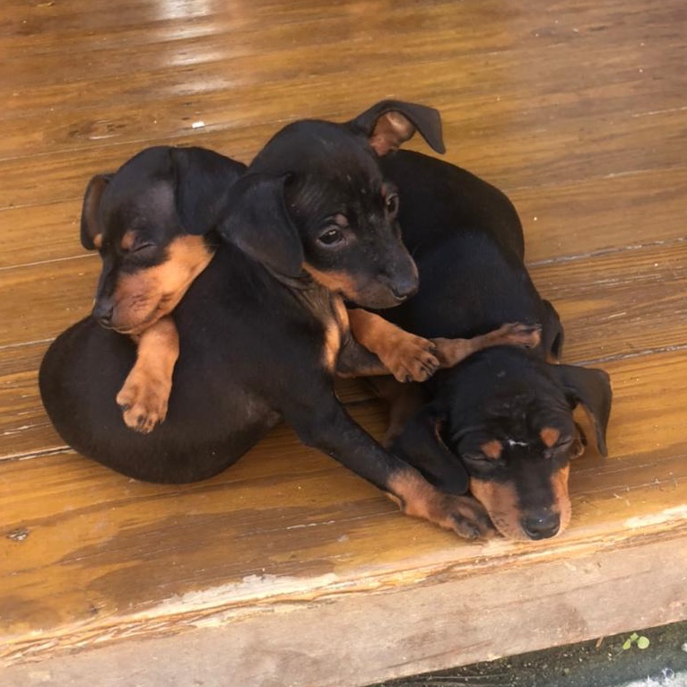 Mascotas 