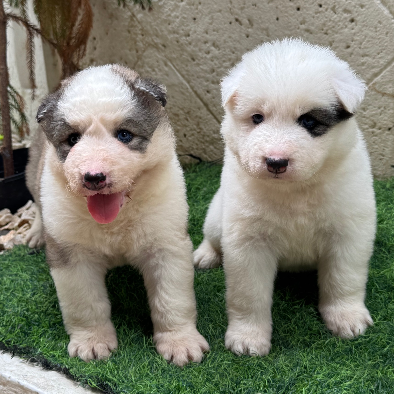 Hermosos cachorros husky disponible 