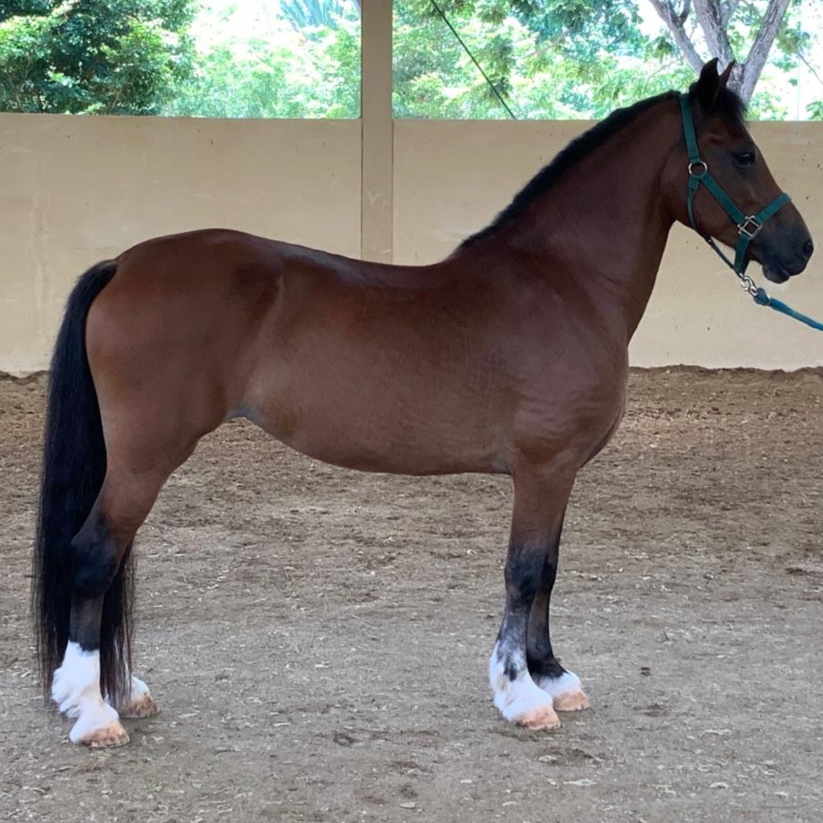 Sweetie - Yegua Pony Welsh (C)