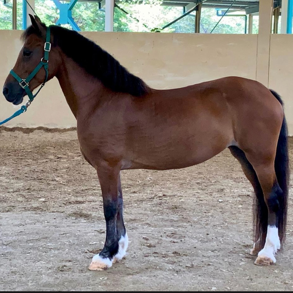 Sweetie - Yegua Pony Welsh (C)