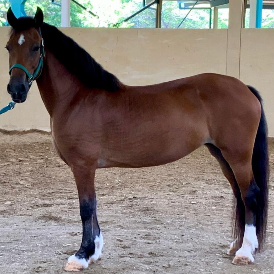 Sweetie - Yegua Pony Welsh (C)