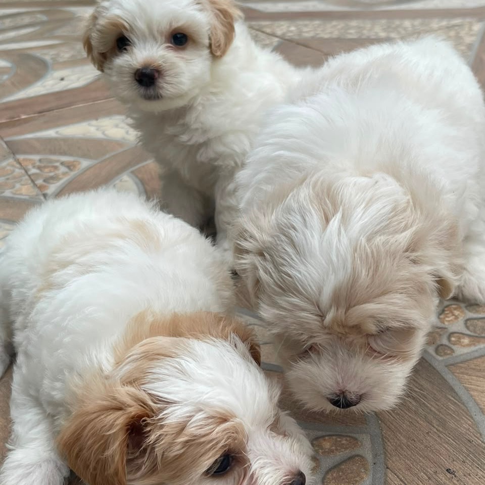 Maltepoo