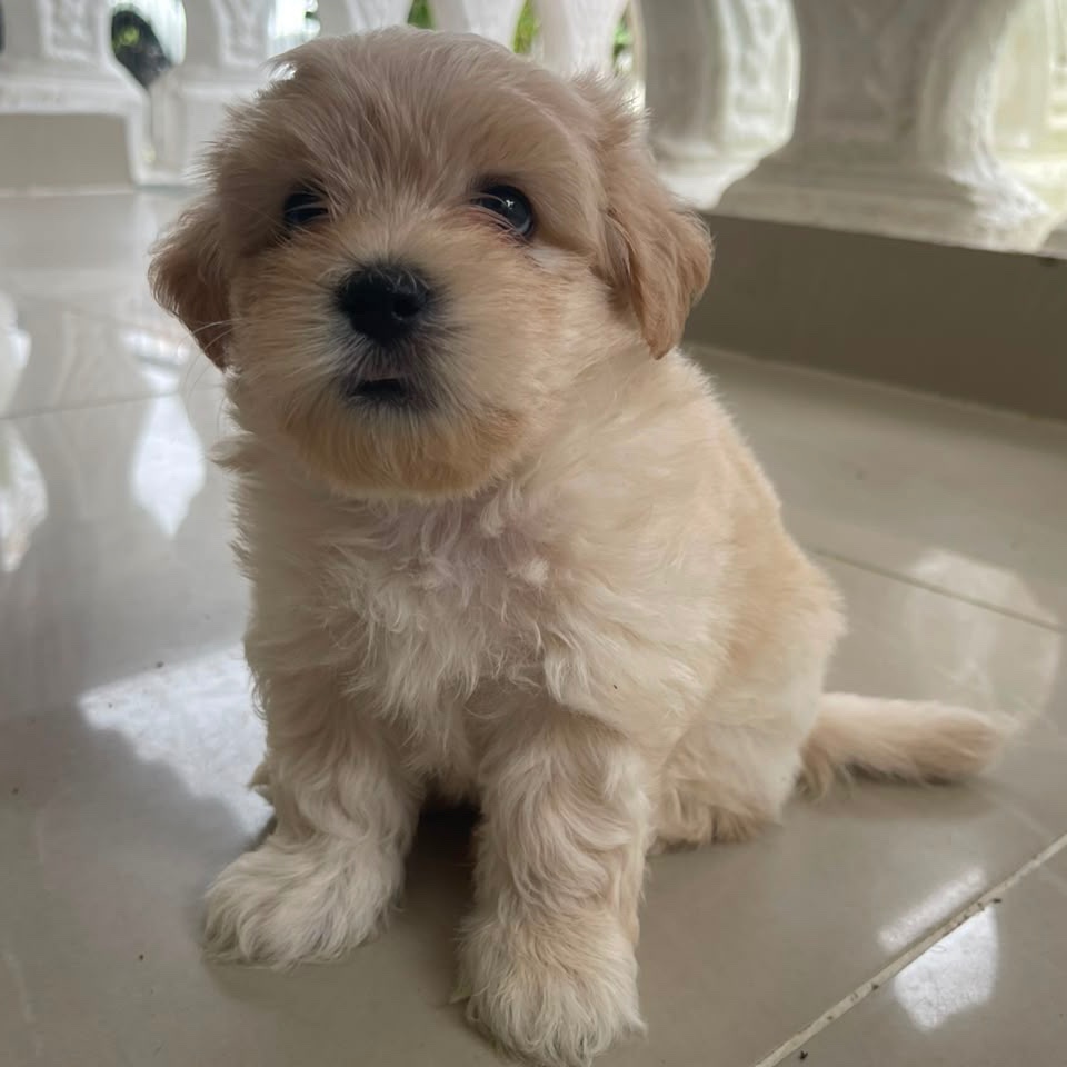 Maltepoo