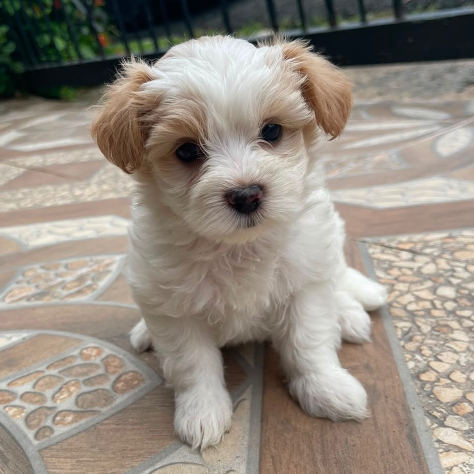 Maltepoo