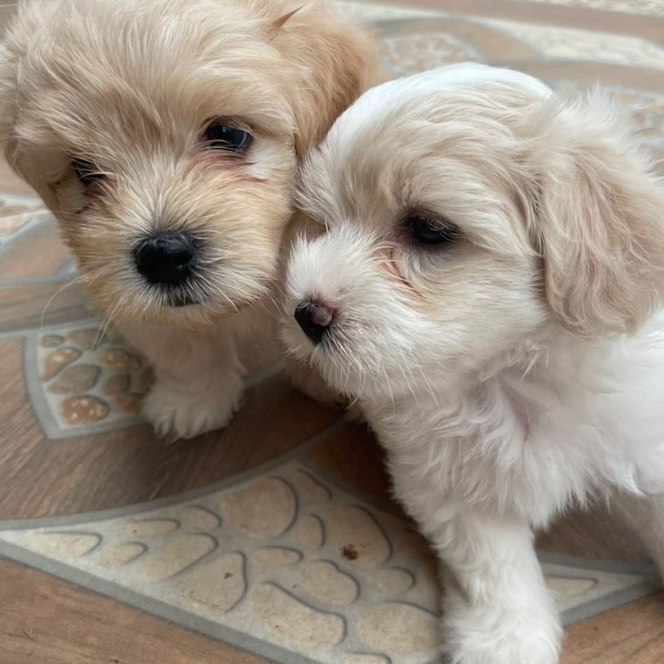 Maltepoo
