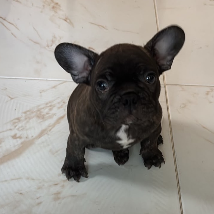 Bulldog Francés Brinde 