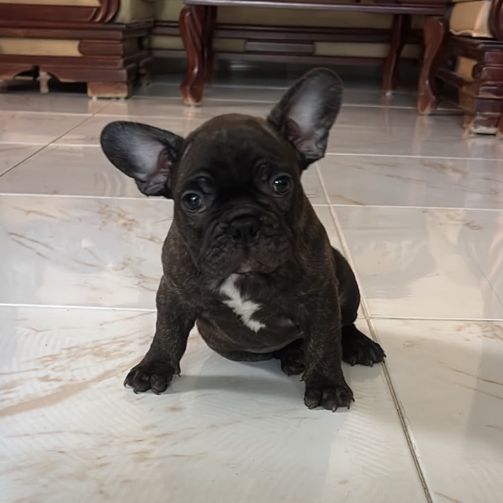 Bulldog Francés Brinde 