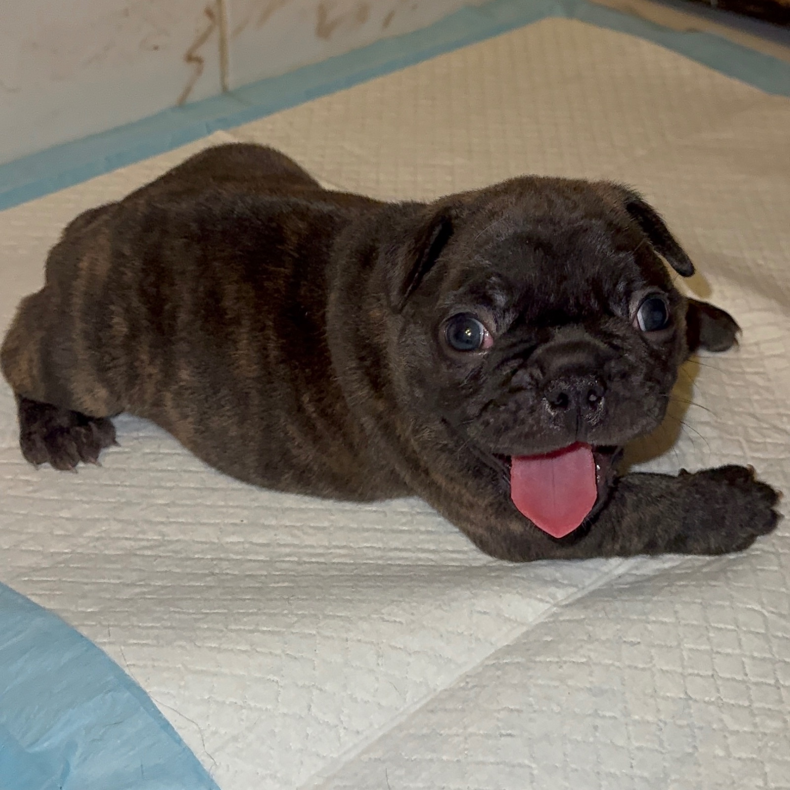 Bulldog Francés Brinde 