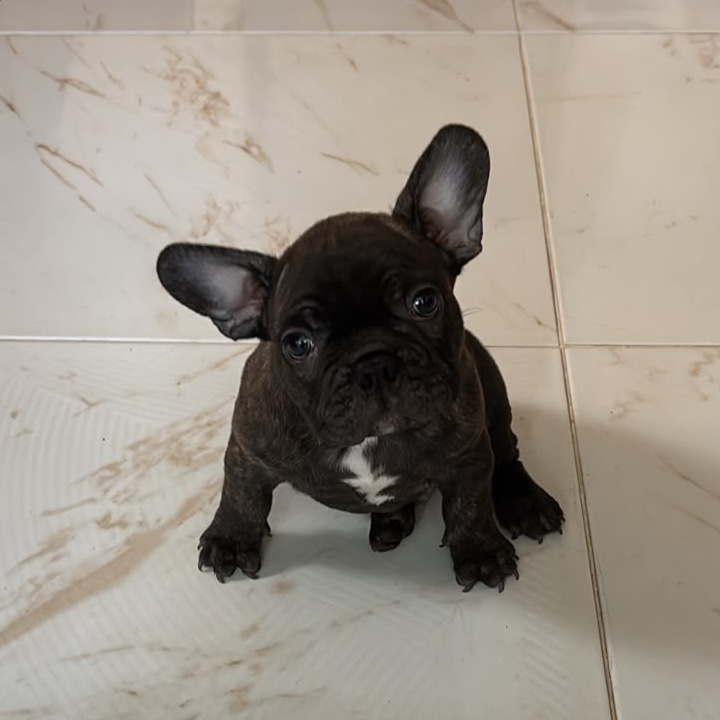 Bulldog Francés Brinde 