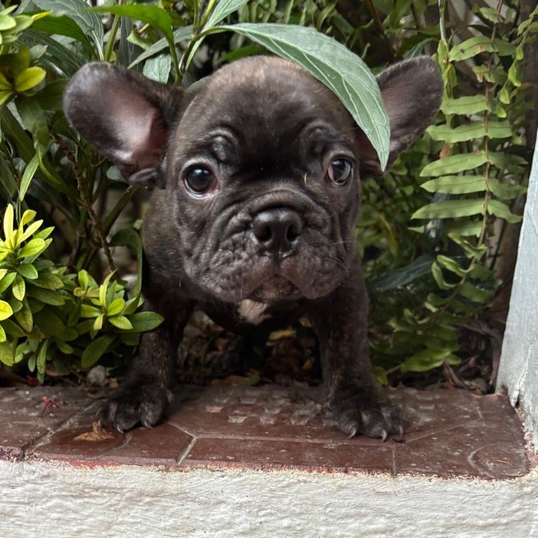 Bulldog Francés Brinde 